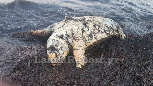 Μία ακόμη νεκρή χελώνα σε παραλία της Στυλίδας