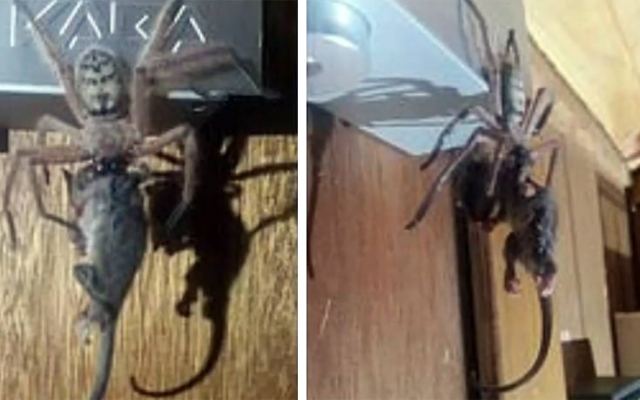 Ανατριχιαστική εικόνα με αράχνη να προσπαθεί να καταβροχθίσει ένα πόσουμ