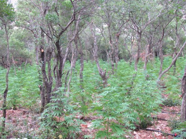 Δάσος με 1300 χασισόδεντρα - Που εντοπίστηκε