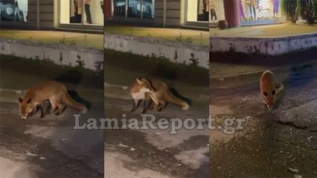 Αλεπού βγήκε βόλτα στη Λαμία - Δείτε βίντεο