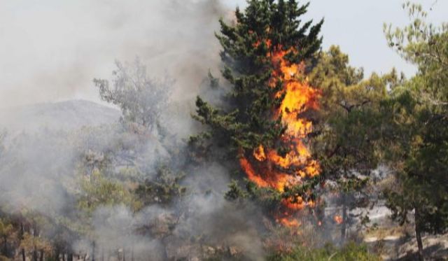 Συναγερμός για φωτιά στο Ελατόδασος της Οίτης