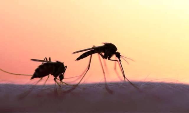Επιβεβαιώνονται τα μολυσμένα κουνούπια στην περιοχή του Τυρνάβου