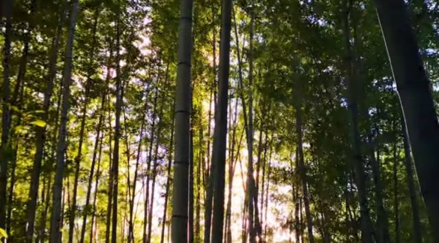Το δάσος του Κιότο που… παίζει μουσική