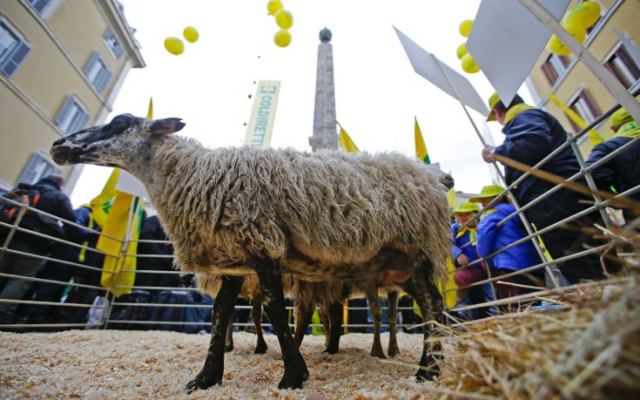 Διαμαρτυρία με πρόβατα στο κέντρο της Ρώμης (ΦΩΤΟ)
