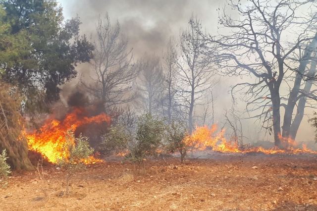Πυρκαγιά στη Λοκρίδα: Μεγάλη κινητοποίηση της Πυροσβεστικής (ΒΙΝΤΕΟ)