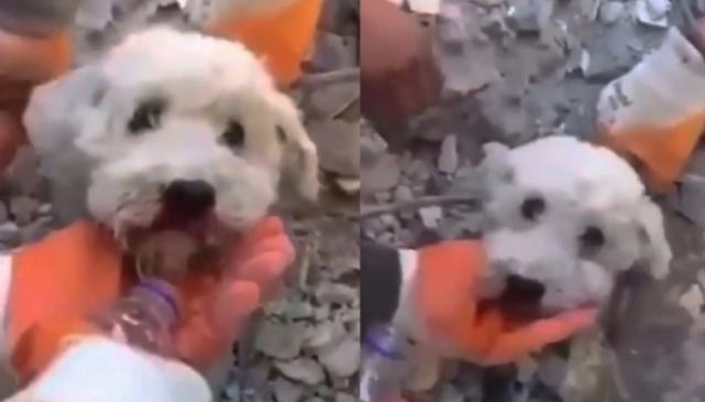 Η συγκινητική στιγμή που διασώστες στην Τουρκία βγάζουν σκύλο από τα ερείπια μετά από 61 ώρες (vid)