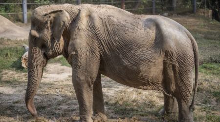 Τι παθαίνουν οι ελέφαντες όταν κουβαλούν για χρόνια στην πλάτη τους τουρίστες