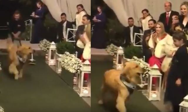 Έκανε τον σκύλο του κουμπάρο στον γάμο του!
