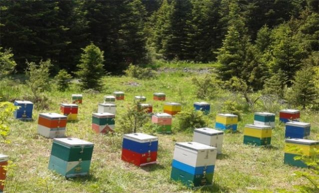 Φθιώτιδα: Τους έριξαν τα μελίσσια στο γκρεμό - Σε απόγνωση οι μελισσοκόμοι