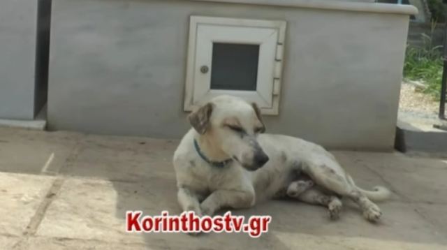 Ένας χάτσικο... στην Κορινθία: Αξιαγάπητο σκυλάκι δε λέει να φύγει από τον τάφο του ιδιοκτήτη του (BINTEO)