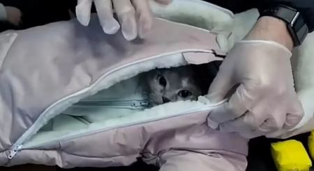 Ρωσίδα μεταμφίεσε τη γάτα της σε μωρό για να περάσει ναρκωτικά - Απίστευτο βίντεο