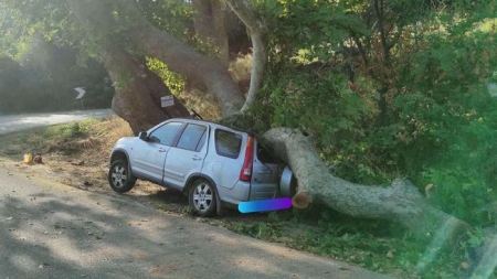 Έπεσε δέντρο και συνέθλιψε αυτοκίνητο στη βόρεια Εύβοια (ΦΩΤΟ)