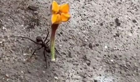 Όταν ένα μυρμήγκι βγαίνει για… ραντεβού – Viral βίντεο στο TikTok