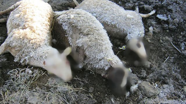 Πως αφανίστηκε ολόκληρο κοπάδι από πρόβατα σε χωριό της Φθιώτιδας