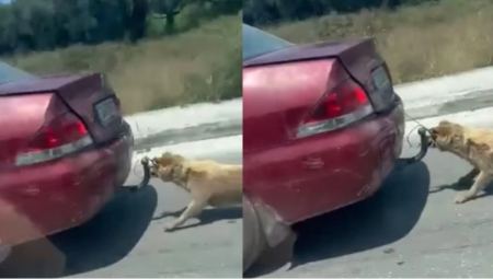 Αποκρουστικές εικόνες στη Ζάκυνθο: Έσερνε το σκύλο του πίσω από το αυτοκίνητο δεμένο με σύρμα