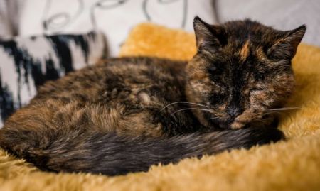 Γηραιότερη γάτα στον κόσμο ετών... 27, μπήκε στο ρεκόρ Γκίνες! Είναι κουφή και δε βλέπει καλά (ΦΩΤΟ)