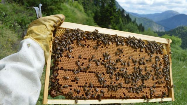 Μελισσοκόμοι προσοχή στις προθεσμίες!