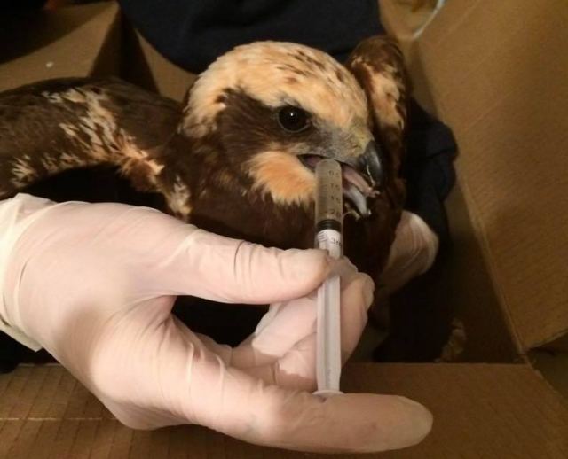 Τραυματισμένος μικρός αετός στη νότια Λαμία