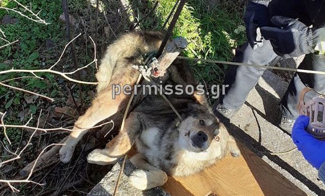 Συγκλονιστικό: Σκυλί έπεσε από οικοδομή και καρφώθηκε σε σίδερο (ΦΩΤΟ-ΒΙΝΤΕΟ)