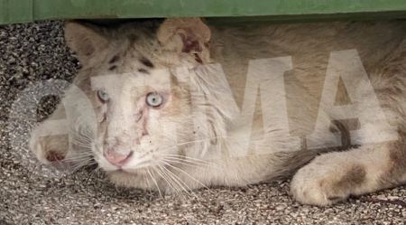 Αττικό Ζωολογικό Πάρκο: Λευκό τιγράκι βρέθηκε εγκαταλελειμμένο στα σκουπίδια