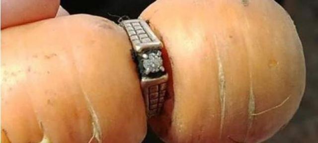 Έχασε το δαχτυλίδι των αρραβώνων της πριν 13 χρόνια -Το βρήκε σε καρότο! [εικόνες]