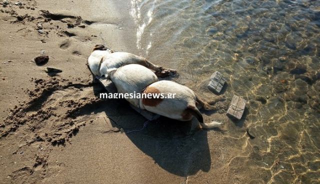Απίστευτη βαρβαρότητα: Έδεσε με πέτρες το σκύλο και τον πέταξε στη θάλασσα να πνιγεί