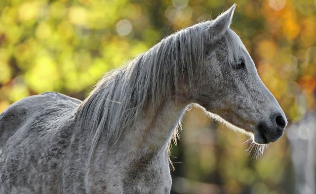 Νεκρό άλογο σε πάρκο στον Τύρναβο - Ήταν δεμένο με αλυσίδα σε κολώνα της ΔΕΗ
