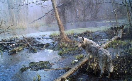 Οι μεταλλαγμένοι λύκοι του Τσερνόμπιλ «έχουν αναπτύξει ικανότητες ανθεκτικότητας στον καρκίνο»