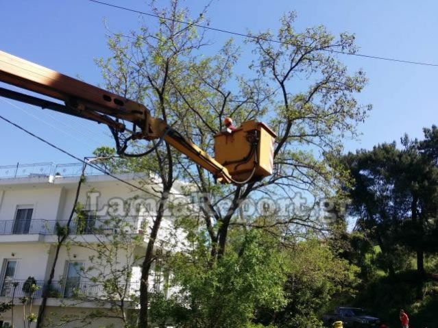Λαμία: Κόβουν επικίνδυνα κλωνάρια και δέντρα μέσα στην πόλη - ΒΙΝΤΕΟ