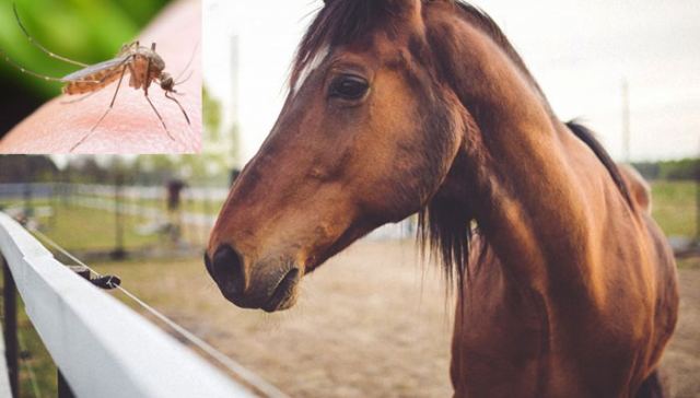 Κρούσμα ιού του Δυτικού Νείλου σε άλογο στη Λάρισα – Αυξημένα μέτρα και στη Φθιώτιδα
