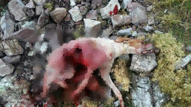 Νέες επιθέσεις λύκων σε Ευρυτανία και Φθιώτιδα - Σοκαριστικές εικόνες