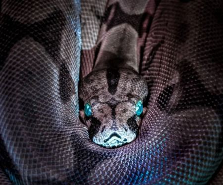 Τα φίδια έχουν κλειτορίδες - Οι επιστήμονες «μόλις» το ανακάλυψαν
