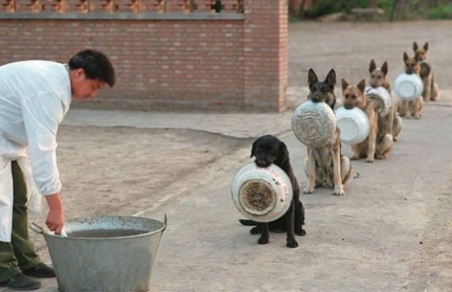 Τα σκυλιά της αστυνομίας περιμένουν στη σειρά για το συσσίτιο