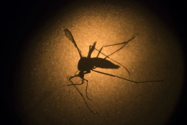 Πώς να προφυλαχτείτε από τα κουνούπια
