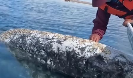 Η συγκλονιστική στιγμή που φάλαινα στο Μεξικό «ζητά βοήθεια» από καπετάνιο για να της αφαιρέσει παράσιτα
