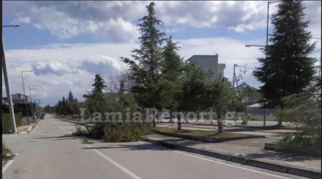 Λαμία: Έριξε δέντρο στον ποδηλατόδρομο ο δυνατός αέρας