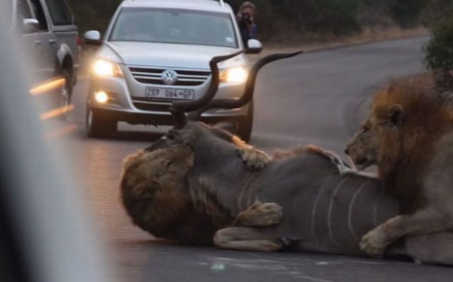 Βίντεο: Λιοντάρια ξεπηδούν από θάμνο, σταματούν τη κίνηση και σκοτώνουν μια αντιλόπη
