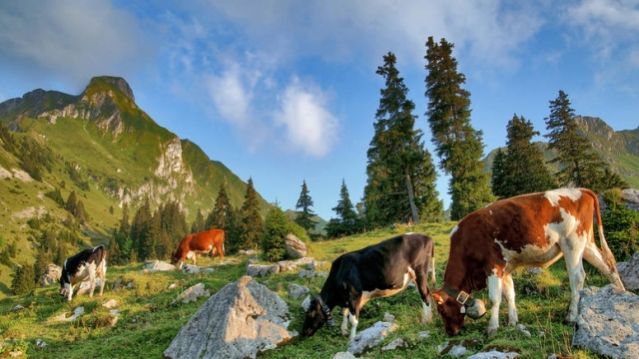 Η Ελβετία ψάχνει για αγρότες με μισθό 3.000 ευρώ !!!
