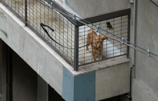 Τι θα γίνει με τα &quot;φυλακισμένα&quot; σκυλιά στα μπαλκόνια?