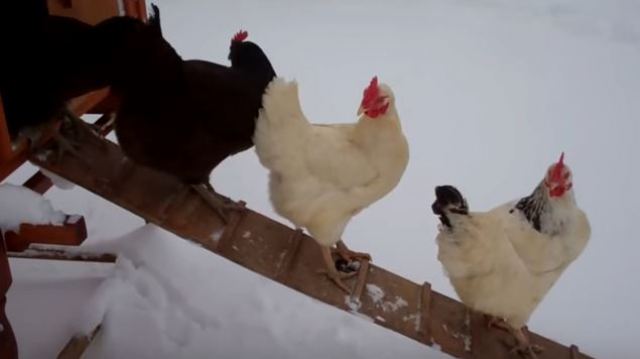 Αυτές οι κότες βλέπουν έντρομες χιόνι για πρώτη φορά στη ζωή τους