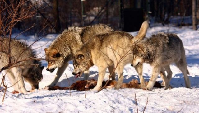 Φθιώτιδα: Λύκοι κατασπάραξαν κυνηγόσκυλα [Προσοχή σκληρές εικόνες]