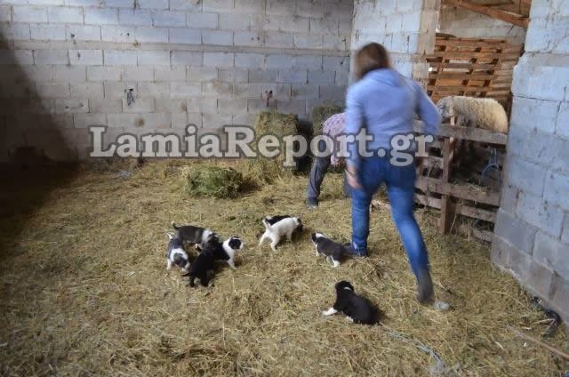 Μαζική δηλητηρίαση ζώων στο Κόμμα Λαμίας
