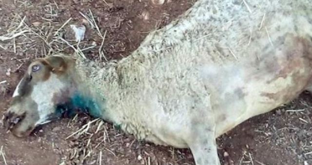 Λύκοι κατέβηκαν σε χωριά του Νοτίου Πηλίου (ΒΙΝΤΕΟ)