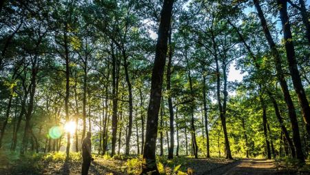 Δάσος Φολόης: Σημείο αναφοράς για το φυσικό πλούτο της Πελοποννήσου