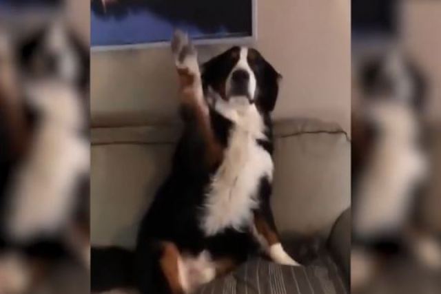 Η απίστευτη αντίδραση σκύλου που έκανε άνω κάτω το σπίτι - Το βίντεο ξεπερνά τις 11.000.000 προβολές