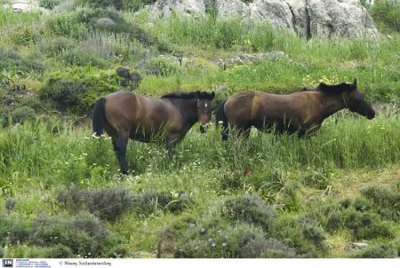 Δύο άλογα βρέθηκαν νεκρά σε γκρεμό της Πάρνηθας – Σκληρές εικόνες και έρευνα της Αστυνομίας
