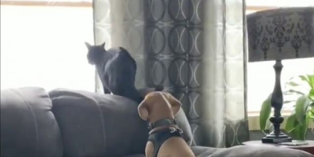 To viral βίντεο με τα 6 εκατ. views με τον έρωτα ενός σκύλου με μια μαύρη γάτα