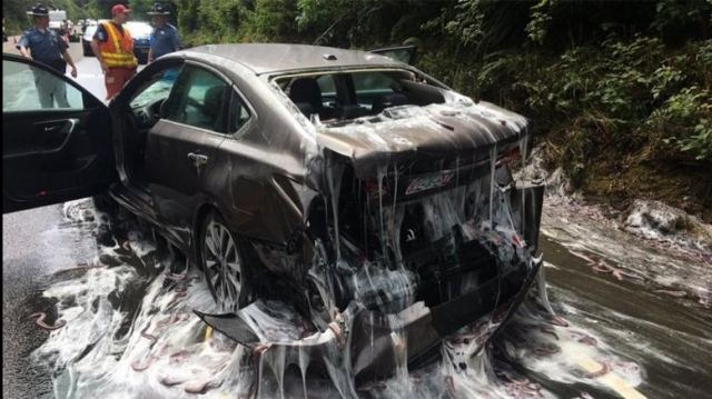 ΗΠΑ: Αυτοκίνητα στο Ορεγκον γέμισαν με... χέλια