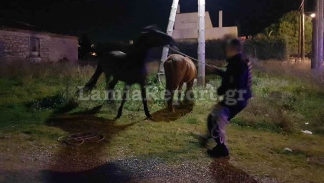 Λαμία: Κυνηγούσαν τα άλογα μέσα στην πόλη - Δείτε εικόνες!