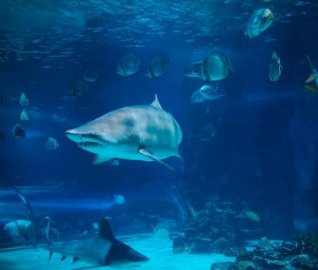 Νεκροταφείο καρχαριών ανακαλύφθηκε στις ακτές των νησιών Κόκος